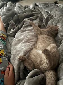 SWEET DECLAWED BRITISH SHORT HAIR - Photo 4