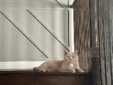 SWEET DECLAWED BRITISH SHORT HAIR - Photo 6