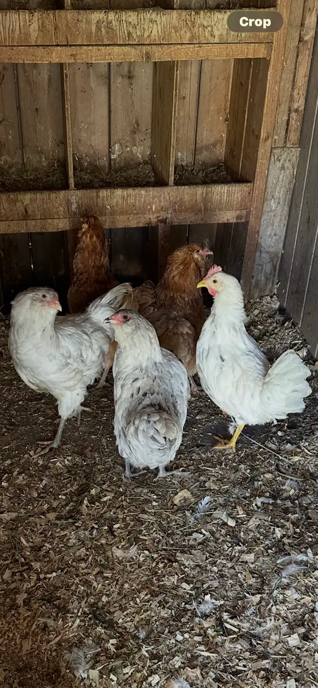 chickens for sale
