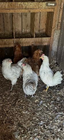 chickens for sale