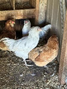 chickens for sale - Photo 2