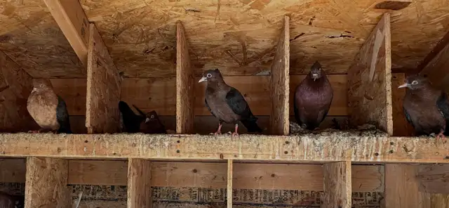 pigeons for sale