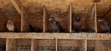pigeons for sale
