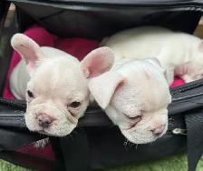 MAGNIFICENT CREAM FRENCH BULLDOGS – READY FOR THEIR FOREVER HOME
