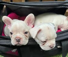 MAGNIFICENT CREAM FRENCH BULLDOGS – READY FOR THEIR FOREVER HOME - Photo 2