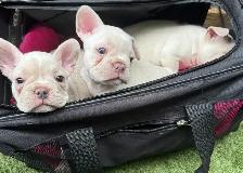 MAGNIFICENT CREAM FRENCH BULLDOGS – READY FOR THEIR FOREVER HOME - Photo 3