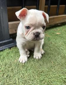 MAGNIFICENT CREAM FRENCH BULLDOGS – READY FOR THEIR FOREVER HOME - Photo 4