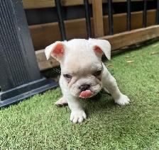 MAGNIFICENT CREAM FRENCH BULLDOGS – READY FOR THEIR FOREVER HOME - Photo 5