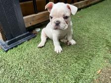 MAGNIFICENT CREAM FRENCH BULLDOGS – READY FOR THEIR FOREVER HOME - Photo 6