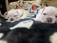 MAGNIFICENT CREAM FRENCH BULLDOGS – READY FOR THEIR FOREVER HOME - Photo 7