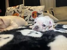 MAGNIFICENT CREAM FRENCH BULLDOGS – READY FOR THEIR FOREVER HOME - Photo 8