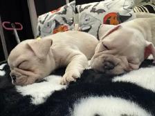 MAGNIFICENT CREAM FRENCH BULLDOGS – READY FOR THEIR FOREVER HOME - Photo 9