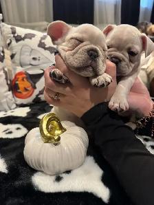MAGNIFICENT CREAM FRENCH BULLDOGS – READY FOR THEIR FOREVER HOME - Photo 10