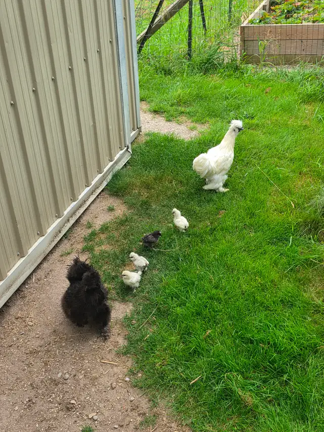 Six (6) Docile Fancy Silkie Bantam Hen, Rooster, 4 Cute Chicks