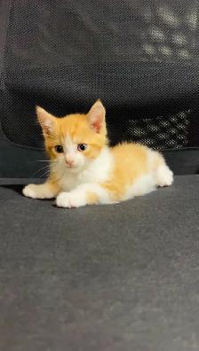 beautiful baby males and females kittens available - Photo 8