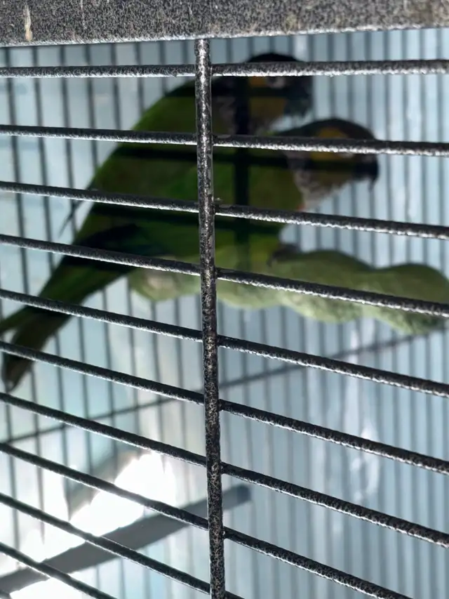 Black capped conure breeding pair