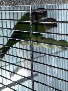 Black capped conure breeding pair