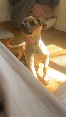 dog.    (to  rehome )