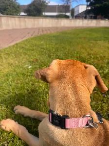 dog.    (to  rehome ) - Photo 2