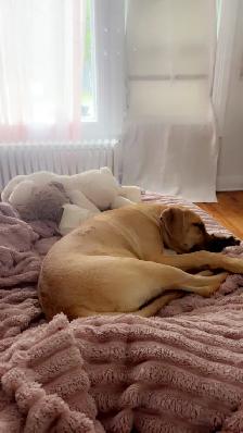 dog.    (to  rehome ) - Photo 3