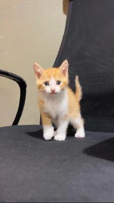 beautiful male and female cat - Photo 6