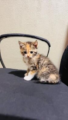 beautiful male and female cat - Photo 7