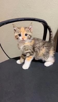 beautiful male and female cat - Photo 8