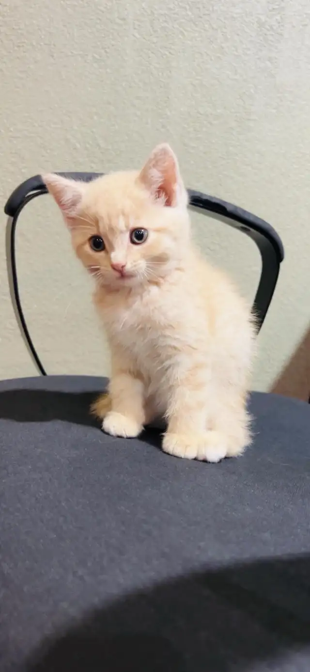 beautiful baby kittens ready to go