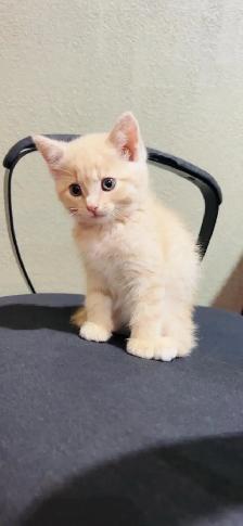 beautiful baby kittens ready to go
