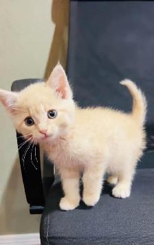 beautiful baby kittens ready to go - Photo 3