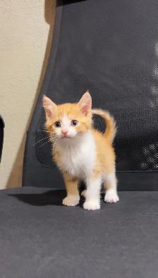 beautiful baby kittens ready to go - Photo 4