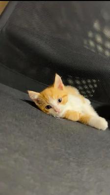 beautiful baby kittens ready to go - Photo 5