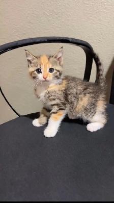 beautiful baby kittens ready to go - Photo 6