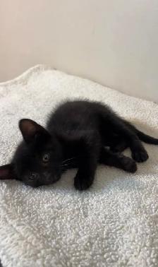 beautiful baby kittens ready to go - Photo 10