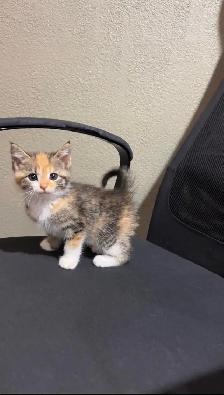 baby small pets for rehoming - Photo 8