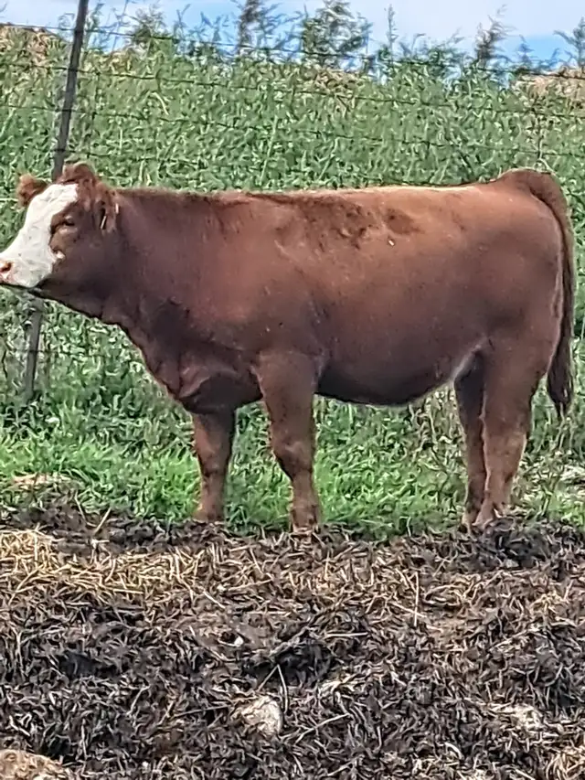 PB Simmental Heifer