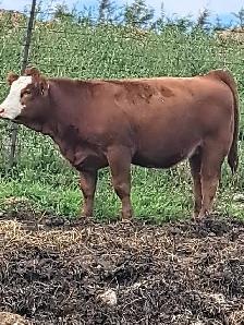PB Simmental Heifer