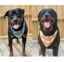 Rottweiler Puppies