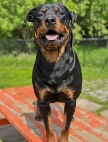 Rottweiler Puppies - Photo 2