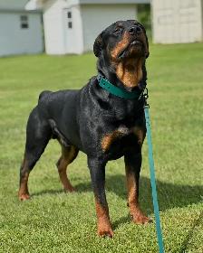Rottweiler Puppies - Photo 3