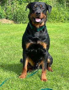 Rottweiler Puppies - Photo 4