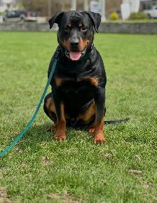 Rottweiler Puppies - Photo 5