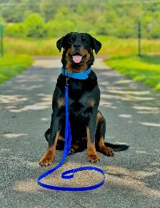 Rottweiler Puppies - Photo 6