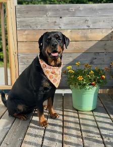 Rottweiler Puppies - Photo 7