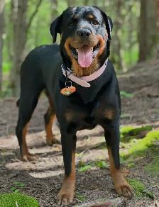 Rottweiler Puppies - Photo 8
