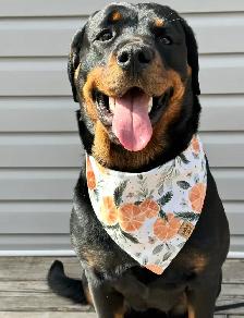 Rottweiler Puppies - Photo 9