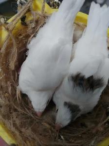 Waterslager Canaries