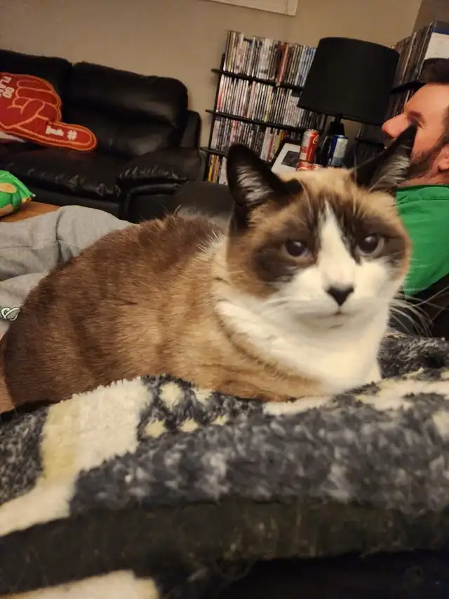 Lost Siamese Cat