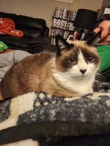 Lost Siamese Cat
