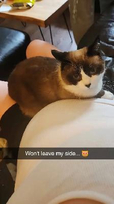 Lost Siamese Cat - Photo 2